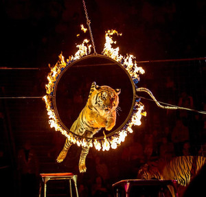  Открытки. Всемирный день цирка. Тигр с тумбы прыгает <b>чере</b>... 