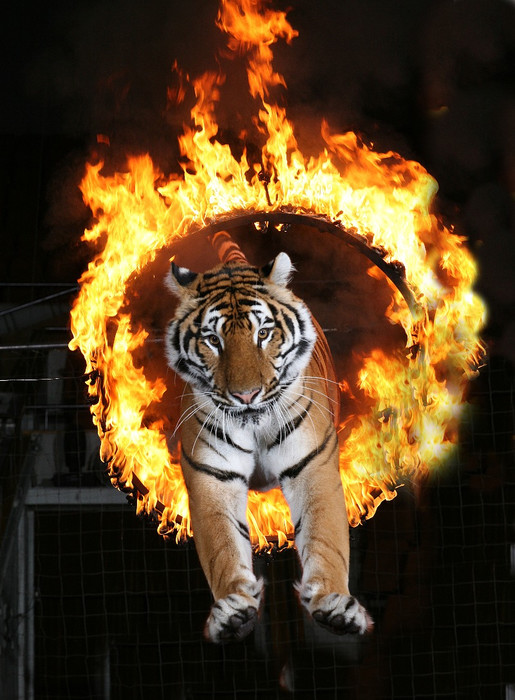 Открытки. Всемирный день цирка. Тигр прыгает через огненн...