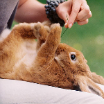  Кролик на <b>спинке</b> кушает траву 