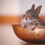 Кролик сидит в вазе