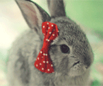 Милый кролик с бантиком