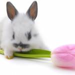 Кролик с тюльпаном