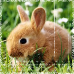  <b>Кролик</b> на траве 