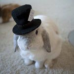 Кролик в шляпе