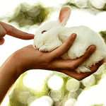  Кролик в <b>руке</b> 