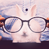  <b>Кролик</b> в очках 