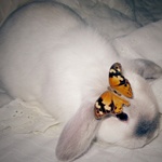 Кролик с бабочкой на ушке