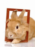 Кролик в рамке