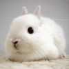 Белый кролик-символ 2011 года
