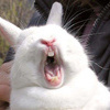 Зевок)кролик зевает