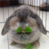 Заяц ест травку