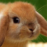 Мордочка рыжего кролика