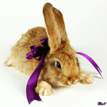 Кролик с фиолетовым бантом
