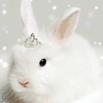 Белый пушистый кролик в короне
