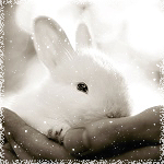 Маленький белый кролик в человеческой руке