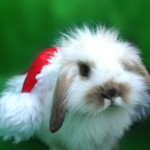 Пушистый кролик в новогоднем колпачке