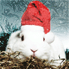 Кролик в новогодней шапочке
