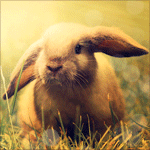 Кролик в солнечных лучах