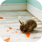 Кролик с листком