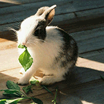 Кролик жует зеленый лист