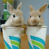 Кролики в стаканчиках