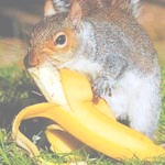 Белка ест банан