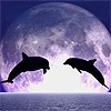 Два дельфина прыгают навстречу друг другу