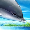 Дельфин в полете