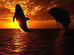  <b>Дельфины</b> на закате солнца 