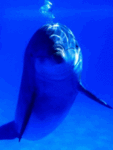  <b>Вид</b> дельфина сквозь воду 
