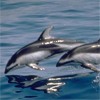  Дельфины над <b>водой</b> 