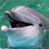 Дельфин высунулся из воды и запел