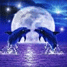 Ночь, море полет дельфинов