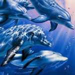  <b>Дельфины</b> в воде 