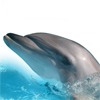 Дельфин высунулся из воды