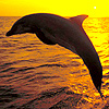 Дельфин на фоне моря на закате