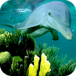 Дельфин проплывает над кораллами