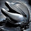 Дельфин высунулся из воды для общения с человеком