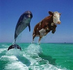 Дельфин и корова летят над водой
