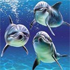 Три дельфина под водой