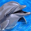 Дельфин высунулся из воды и начал общение