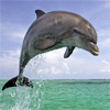 Дельфин в прыжке над водой