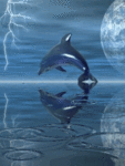 Дельфин в момент ныряния в воду