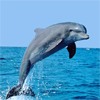 Дельфин в прыжке над морем