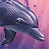 Дельфин ныряет