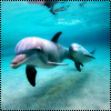 Два дельфина плывут