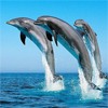 Три дельфина в полете над водой