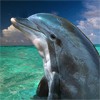 Дельфин высунулся из воды чтобы услышать её песню