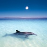 Дельфин на отмели