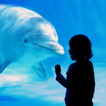 Девочка в  океанариуме рассматривает дельфина
